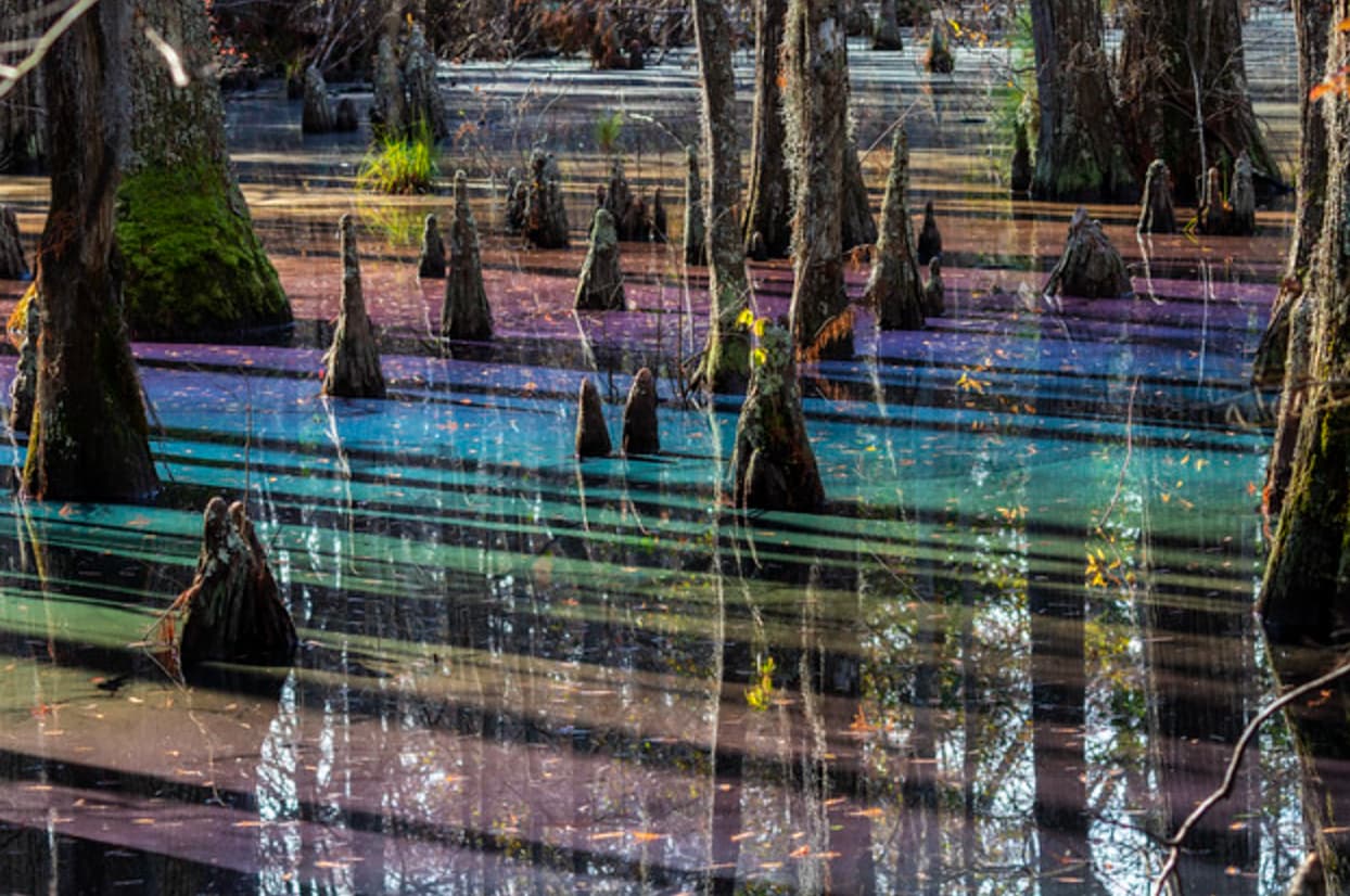 rainbow swamp